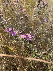 Athrixia phylicoides