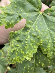 Bactericera lavaterae