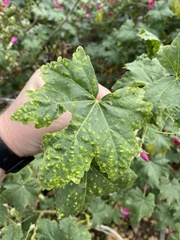 Bactericera lavaterae