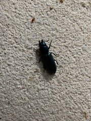 Temnoscheila virescens