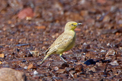 Ashbyia lovensis