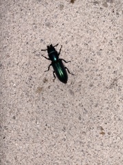 Temnoscheila virescens