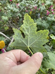 Bactericera lavaterae