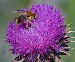 Anthophora occidentalis