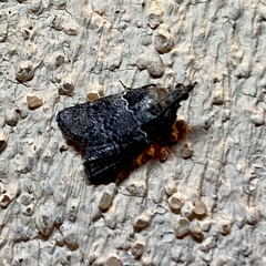 Satole ligniperdalis