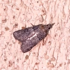 Satole ligniperdalis