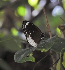 Euploea darchia