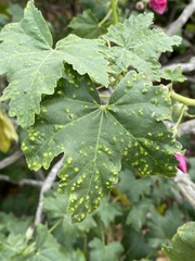 Bactericera lavaterae