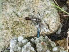 Cryptoblepharus novohebridicus