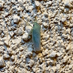 Gyponana angulata