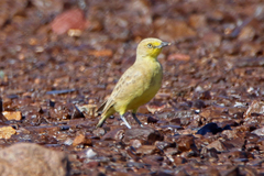 Ashbyia lovensis
