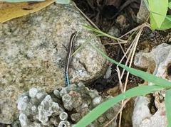 Cryptoblepharus novohebridicus