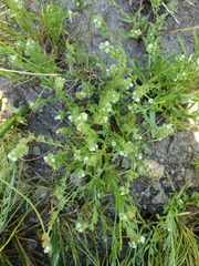Cryptantha torreyana