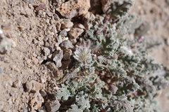 Glyptopleura marginata