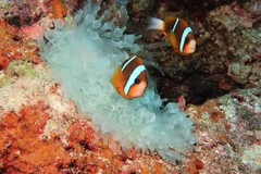 Amphiprion