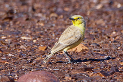 Ashbyia lovensis