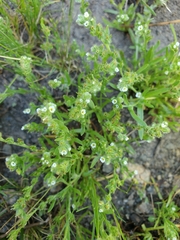 Cryptantha torreyana