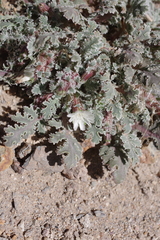 Glyptopleura marginata