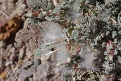 Glyptopleura marginata