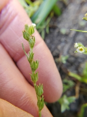 Cryptantha torreyana