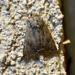 Protorthodes incincta