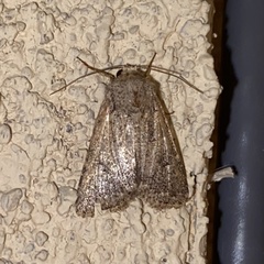 Protorthodes incincta