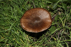 Agaricales