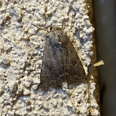 Protorthodes incincta