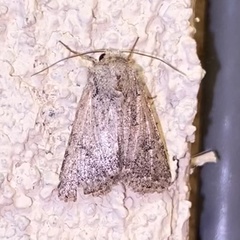 Protorthodes incincta