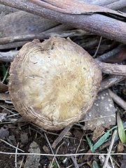 Lacrymaria asperospora