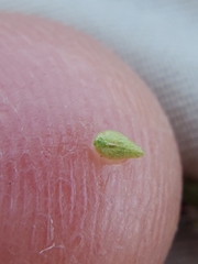 Cryptantha torreyana