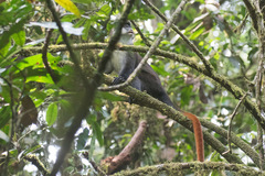 Cercopithecus ascanius