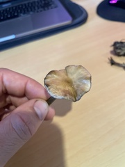 Psilocybe subaeruginosa