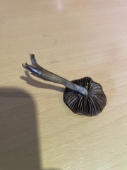 Psilocybe subaeruginosa
