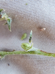 Cryptantha torreyana