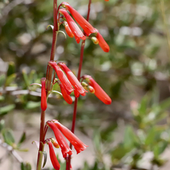 Penstemon rostriflorus