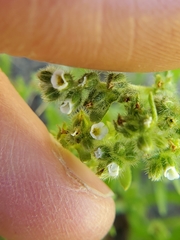 Cryptantha torreyana
