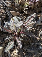 Pedicularis semibarbata charlestonensis