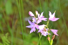 Calopogon tuberosus tuberosus