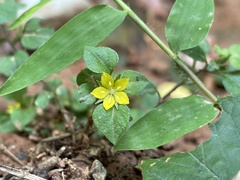 Lysimachia japonica
