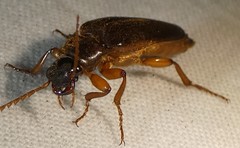 Selonodon