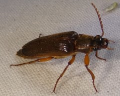 Selonodon
