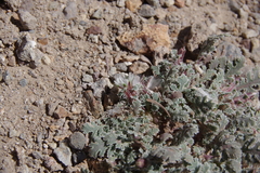 Glyptopleura marginata