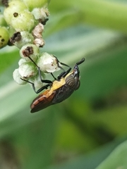 Stomorhina xanthogaster