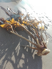 Lessonia trabeculata