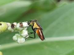 Stomorhina xanthogaster