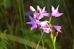 Calopogon tuberosus tuberosus