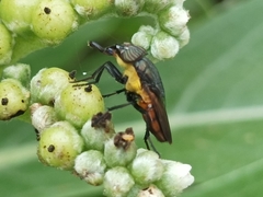 Stomorhina xanthogaster