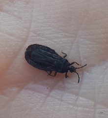 Aneurus inconstans