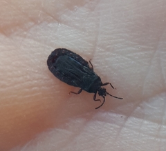 Aneurus inconstans